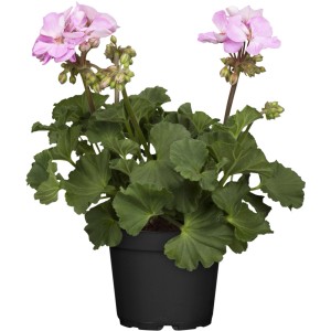 Stehende Geranie (Pelargonium zonale) im Topf, rosa Blüten und grüne Blätter.
