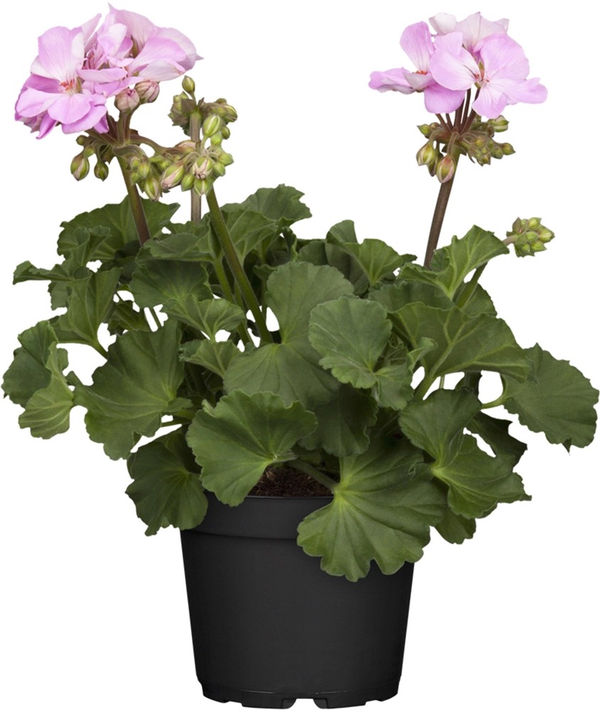 Stehende Geranie TopfØ ca. 13 cm Pelargonium zonale kaufen bei OBI