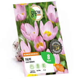 Verpackung GROW by OBI Tulpe Lilac Wonder, rosa Blüten, 8 Stück. Blumenzwiebeln für Frühling.