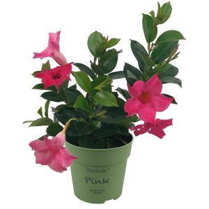 Dipladenie Busch Rot im Topf, Mandevilla sanderi, eine blühende Kübelpflanze mit roten Blüten.
