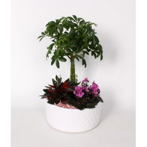 Bepflanzte Schale mit Rasierpinselbaum, Zwergpfeffer und Usambaraveilchen im weißen Topf (Ø 22cm).