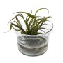 Dennerle Plants Spiral-Wasserkelch Red im Topf, Aquariumpflanze mit roten Blättern.