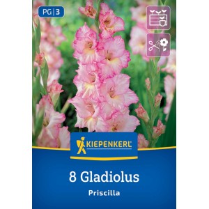Kiepenkerl Blumenzwiebeln Großblumige Gladiole Priscilla