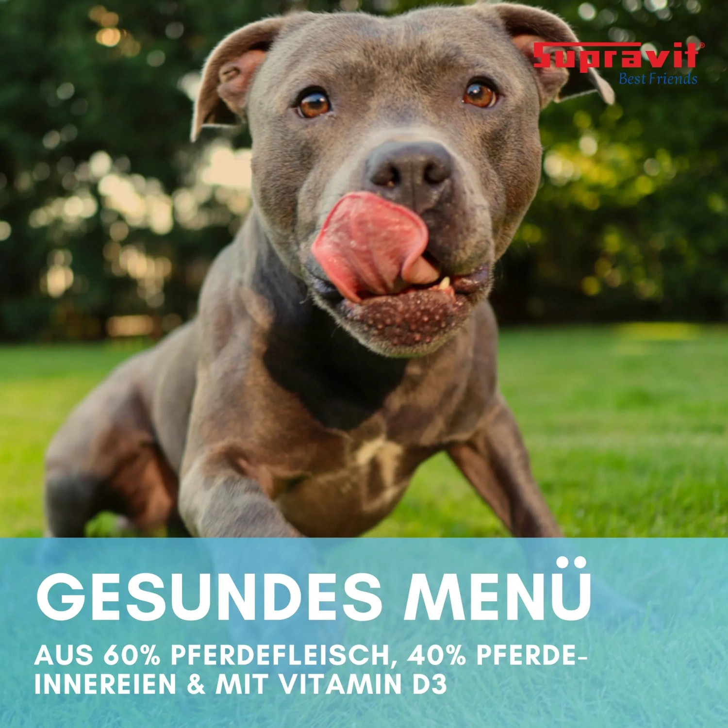 Grauer Hund leckt sich die Lippen, freut sich auf Supravit Nassfutter mit Pferd. Hochwertiges Hundefutter.