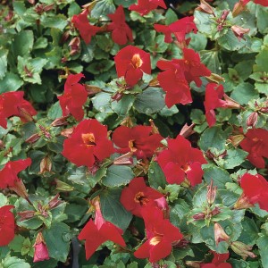 Nahaufnahme der roten Gauklerblume "Bonfire Red" (Mimulus) mit grünen Blättern.