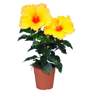 Roseneibisch Long Life Gelb im Topf, exotische Blühpflanze mit leuchtend gelben Blüten.