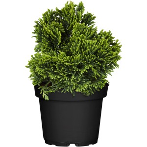 GROW by OBI Muschelzypresse "Nana Gracilis" Höhe ca. 10 - 20 cm Topf ca. 2 l