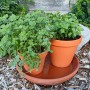 Zwei Töpfe Blu Bio-Majoran (Origanum majorana) auf einer Terrakotta-Untersetzer im Garten.