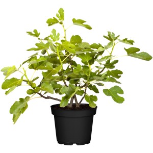 Echte Feige (Ficus carica) als Kübelpflanze im Topf, ca. 40-50 cm hoch.