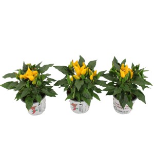 Drei Zierpaprika 'Sombrero' im Topf mit gelben Früchten und grünen Blättern.