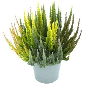 Besenheide Sky Five im Topf, fünffarbige Calluna vulgaris für Beet, Balkon und Terrasse.