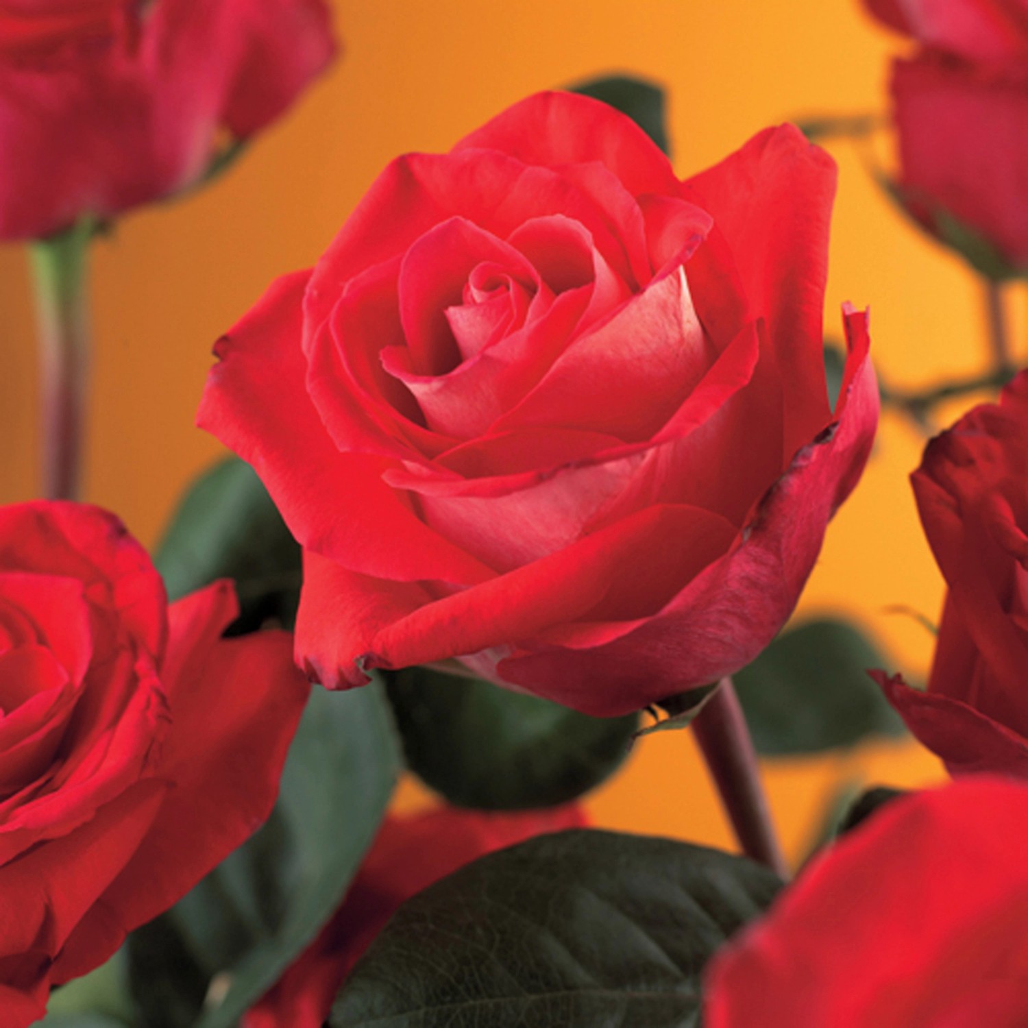 GreenboutiQ Kletterrose Red Climber - Rote Rose Für Zäune & Wände 40cm