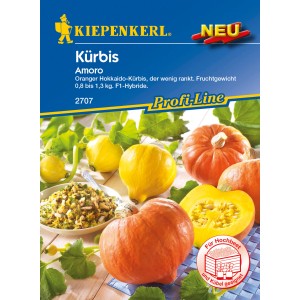 Kiepenkerl Kürbis Amoro: Hokkaido-Kürbis Samen für Kübel und Hochbeet. Orangefarbene Früchte.