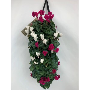 Alpenveilchen Wandhänger mit pinken und weißen Blüten, Topf ca. 15cm.