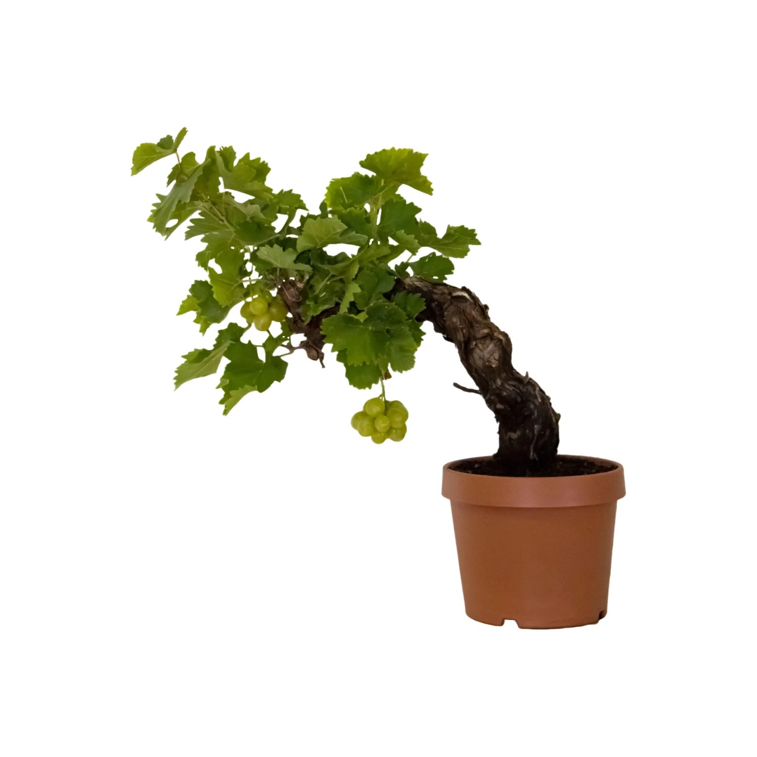Weinrebe Stamm Hhe ca. 85 cm Topf- ca. 20 cm Vitis vinifera kaufen bei OBI