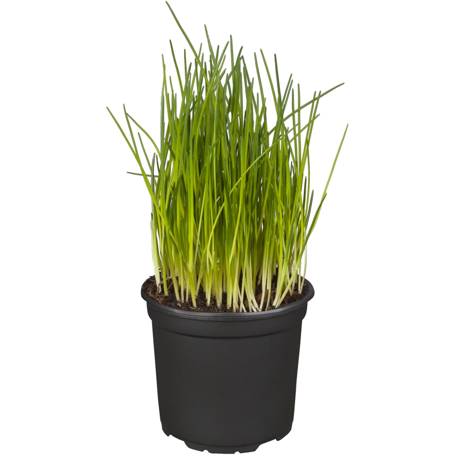 Schnittlauch TopfØ ca. 9 cm Allium schoenoprasum kaufen bei OBI