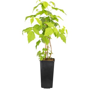 GROW by OBI Himbeere "Willamette" ca. 40 - 60 cm Rubus idaeus
