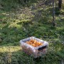 Transparente SmartStore Aufbewahrungsbox Classic 8 l mit Deckel, gefüllt mit Pfifferlingen im Wald.