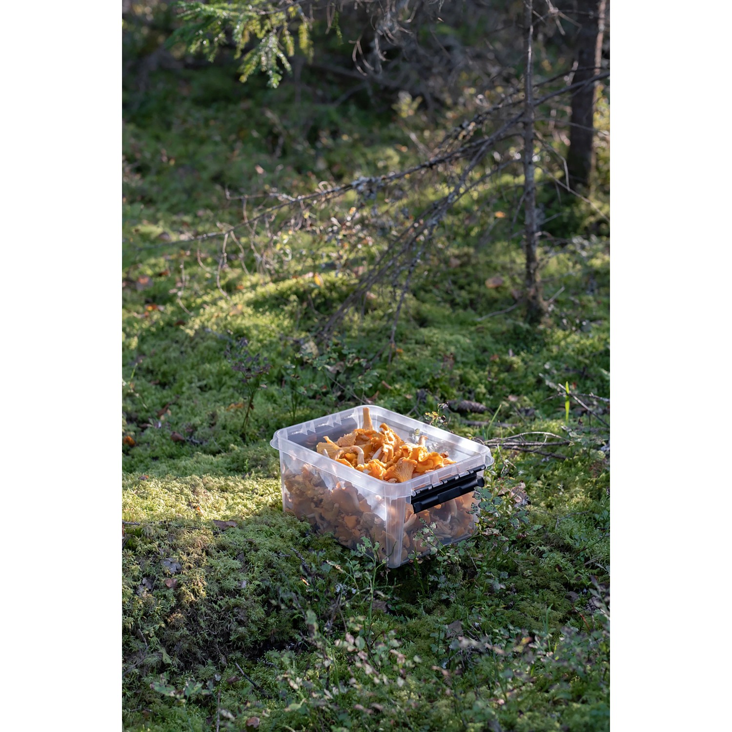 Transparente SmartStore Aufbewahrungsbox Classic 8 l mit Deckel, gefüllt mit Pfifferlingen im Wald.