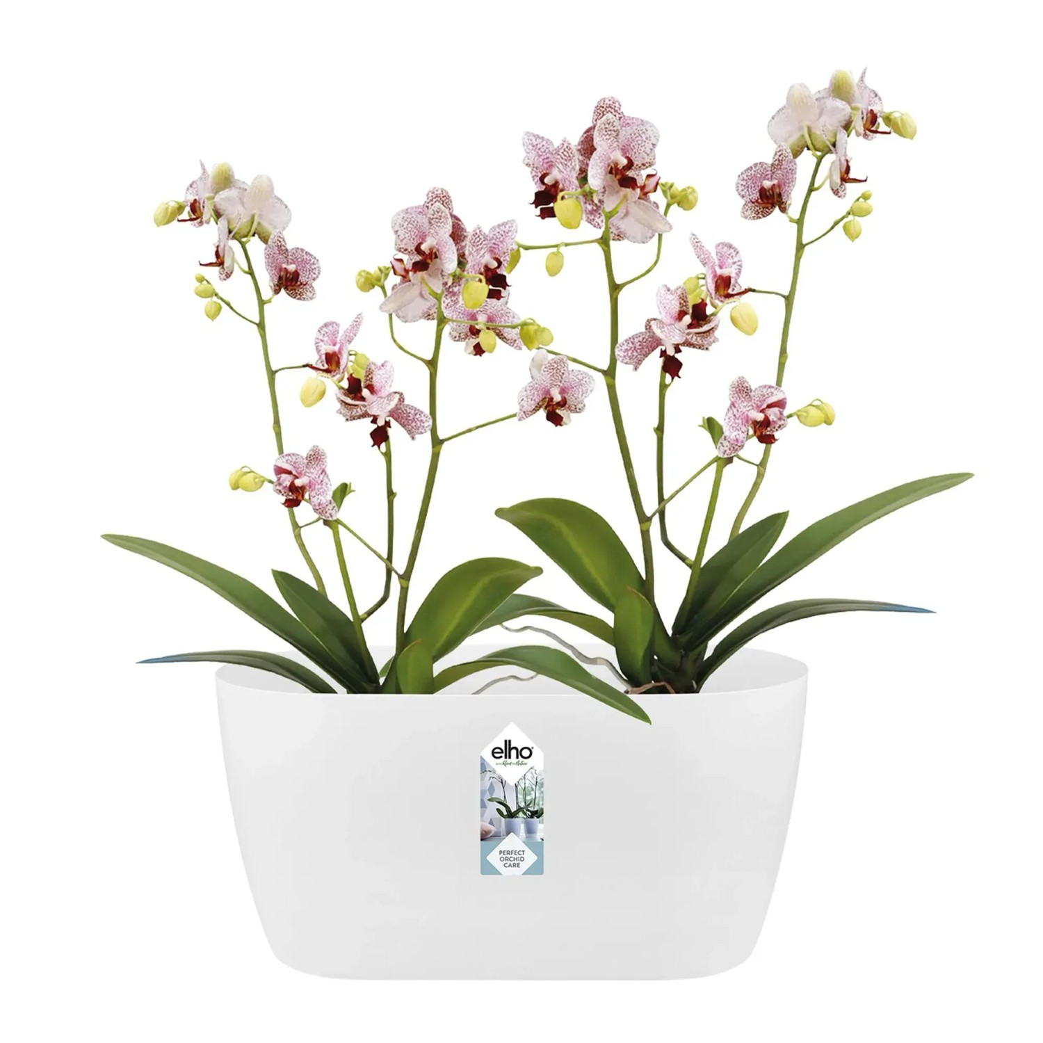 Elho Brussels Orchidee Duo Wei 25 x H 12 cm kaufen bei OBI