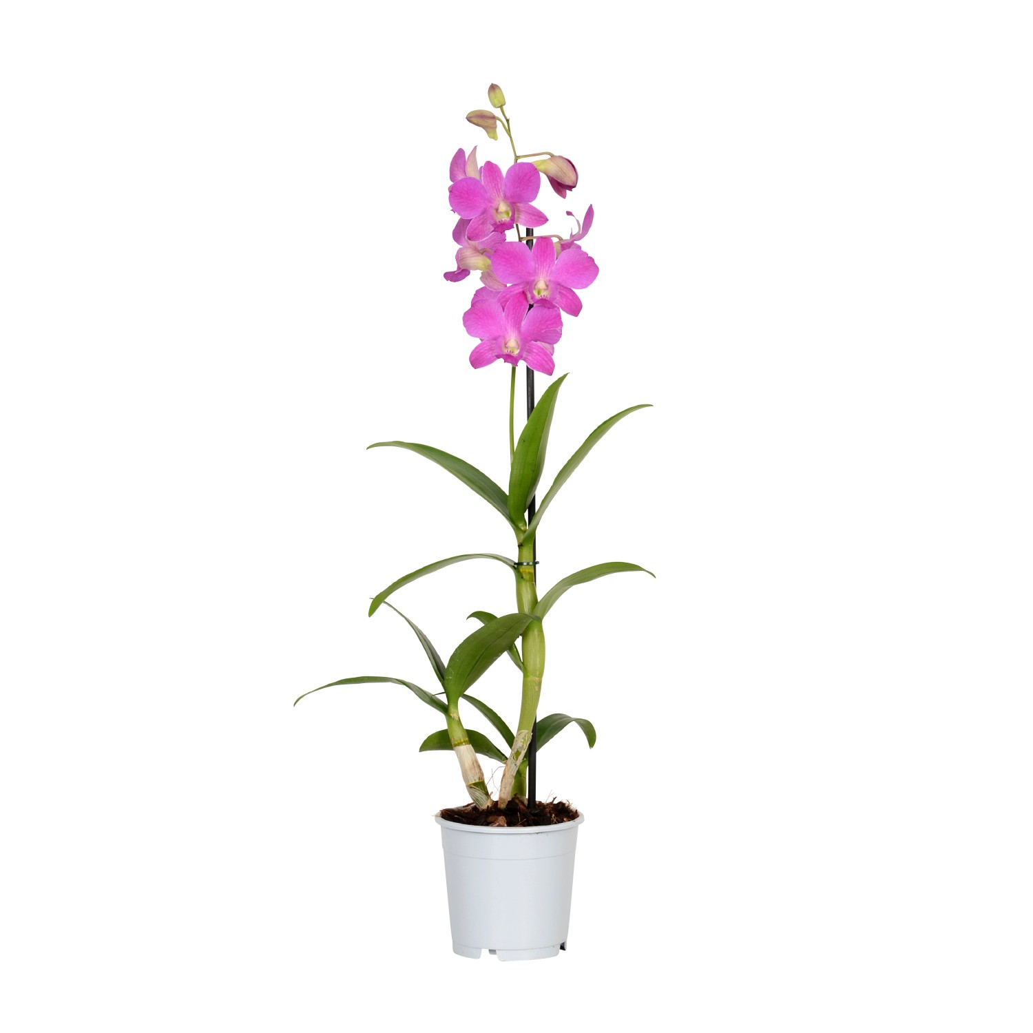 BambusOrchidee "Nobilee" 1Trieber Herbstfarben TopfØ ca. 12 cm