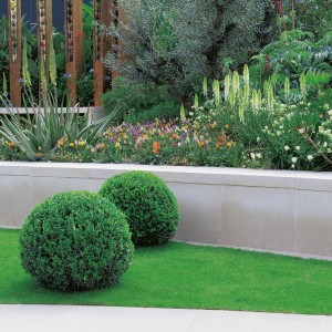 Buchsbaum Kugel Topf ca. 12 l Höhe ca. 40 - 50 cm  Buxus sempervirens