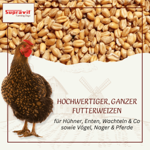Supravit Futterweizen für Geflügel: Goldene Weizenkörner und Huhn. Nährstoffreiches Einzelfuttermittel für Tiere.