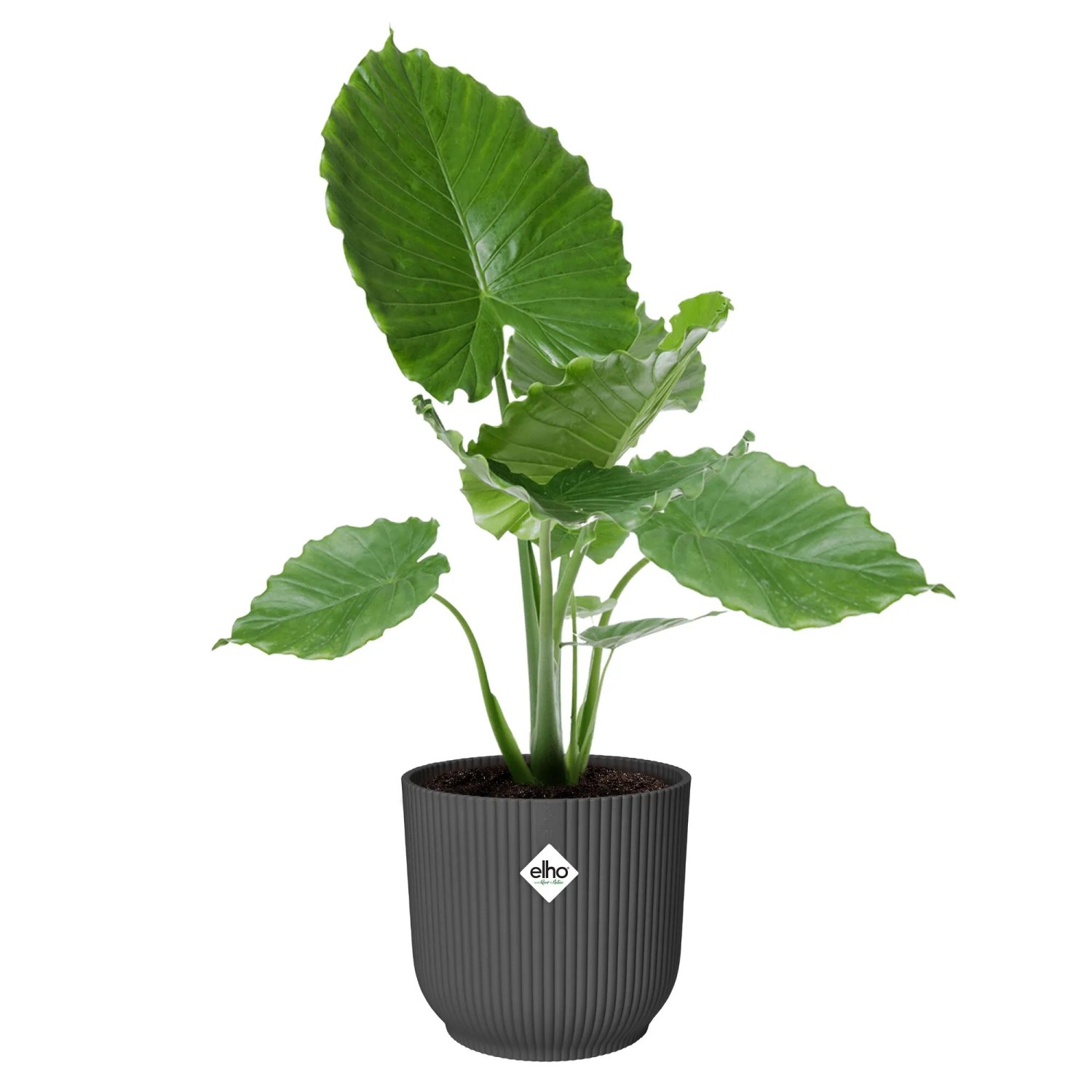 Anthrazitfarbener, runder Elho Blumentopf Vibes Fold (Ø 47 cm) mit Pflanze.
