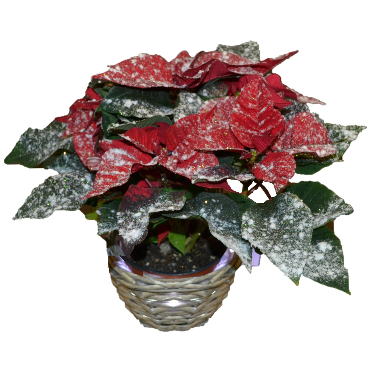 Weihnachtsstern in Lichterkorb dekoriert Topf- ca. 13 cm Euphorbia kaufen  bei OBI
