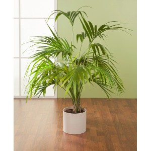 Scheurich Übertopf 828, Ø 23 cm, Sesame, mit Zimmerpflanze im Innenraum.