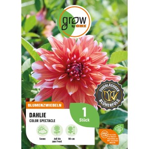 Dahlie Color Spectacle von GROW by OBI, orange-rosa Blüte, ca. 90cm hoch.