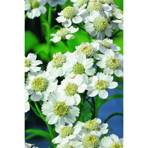 Nahaufnahme der weißen Blüten der Sumpfschafgarbe (Achillea ptarmica) im Topf.