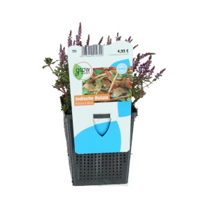 GROW by OBI Rundblättrige Rotala Lila Topf-Ø ca. 11 cm Rotala indica