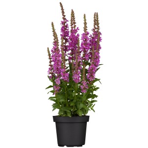 GROW by OBI Blut-Weiderich "Robin" Rosa Höhe ca. 25 cm Lythrum salicaria