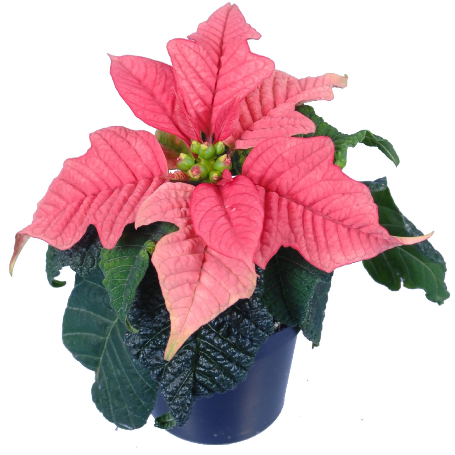 Mini Weihnachtsstern verschiedene Farben Topf- ca. 6 cm Euphorbia  pulcherrima kaufen bei OBI