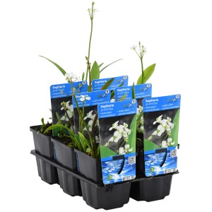 Grasblättriges Pfeilkraut (Sagittaria graminea) im Topf, eine Wasserpflanze für den Gartenteich.