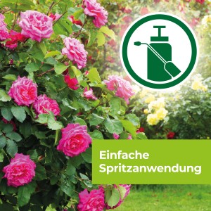 Rosen mit Protect Garden Curamat AZ vor Pilzbefall schützen.