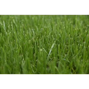 Nahaufnahme von saftig grünem Sportrasen. Ideal zur Regeneration mit Kiepenkerl Saatgut RSM 3.2.