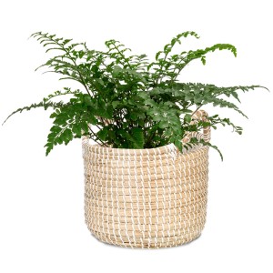 Scheurich Pflanzgefäß 514, Ø 22cm, weißer Übertopf aus Seegras mit Pflanze.