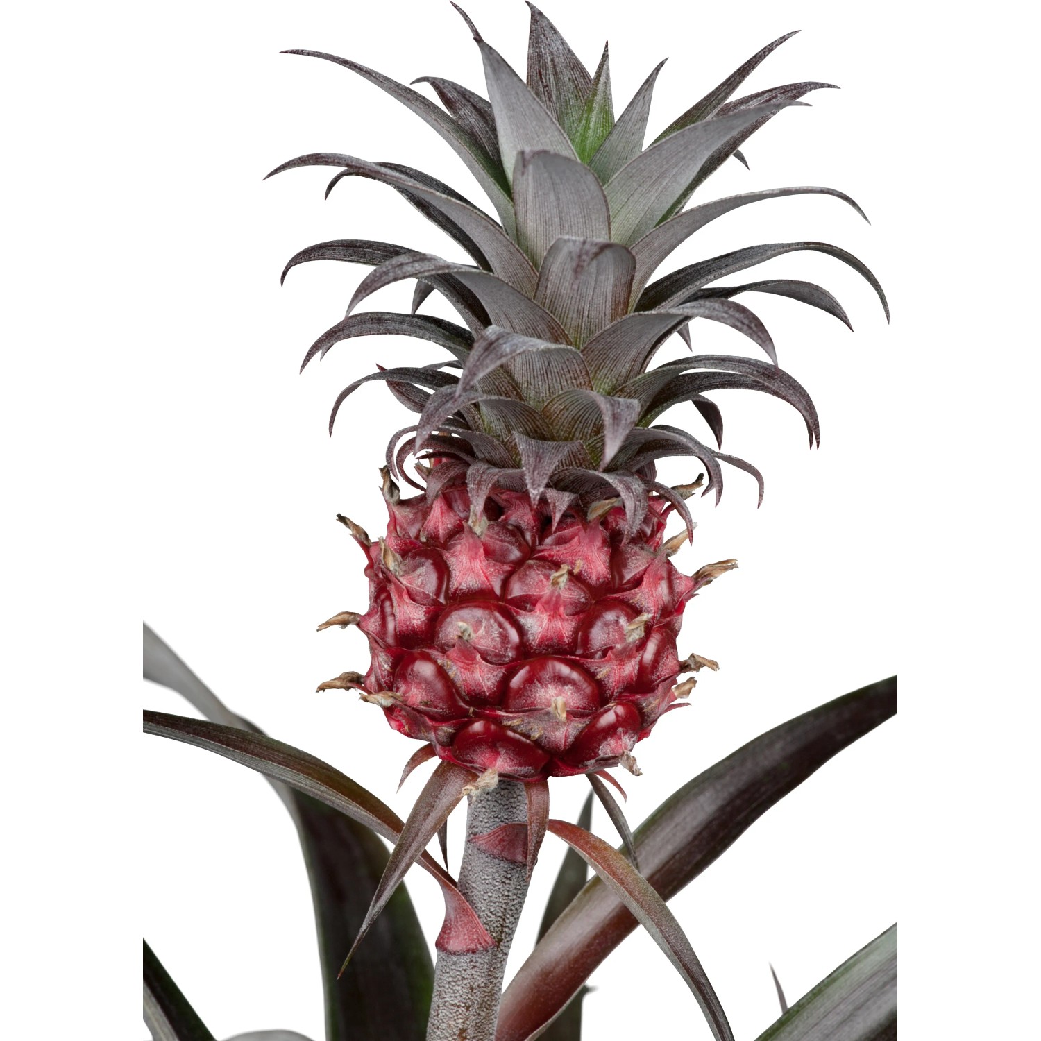 GROW by OBI Ananaspflanze Topf  ca. 12 cm Ananas Candido kaufen bei OBI