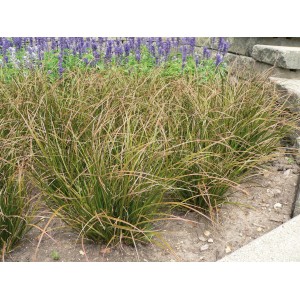 Hellgrüne Japan Segge Phoenix Green im Topf, ein attraktiver Bodendecker für sonnige bis halbschattige Standorte.