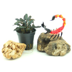 Dennerle Aquariumpflanze Bucephalandra Sp. Red Scorpio mit Deko Skorpion auf Stein.