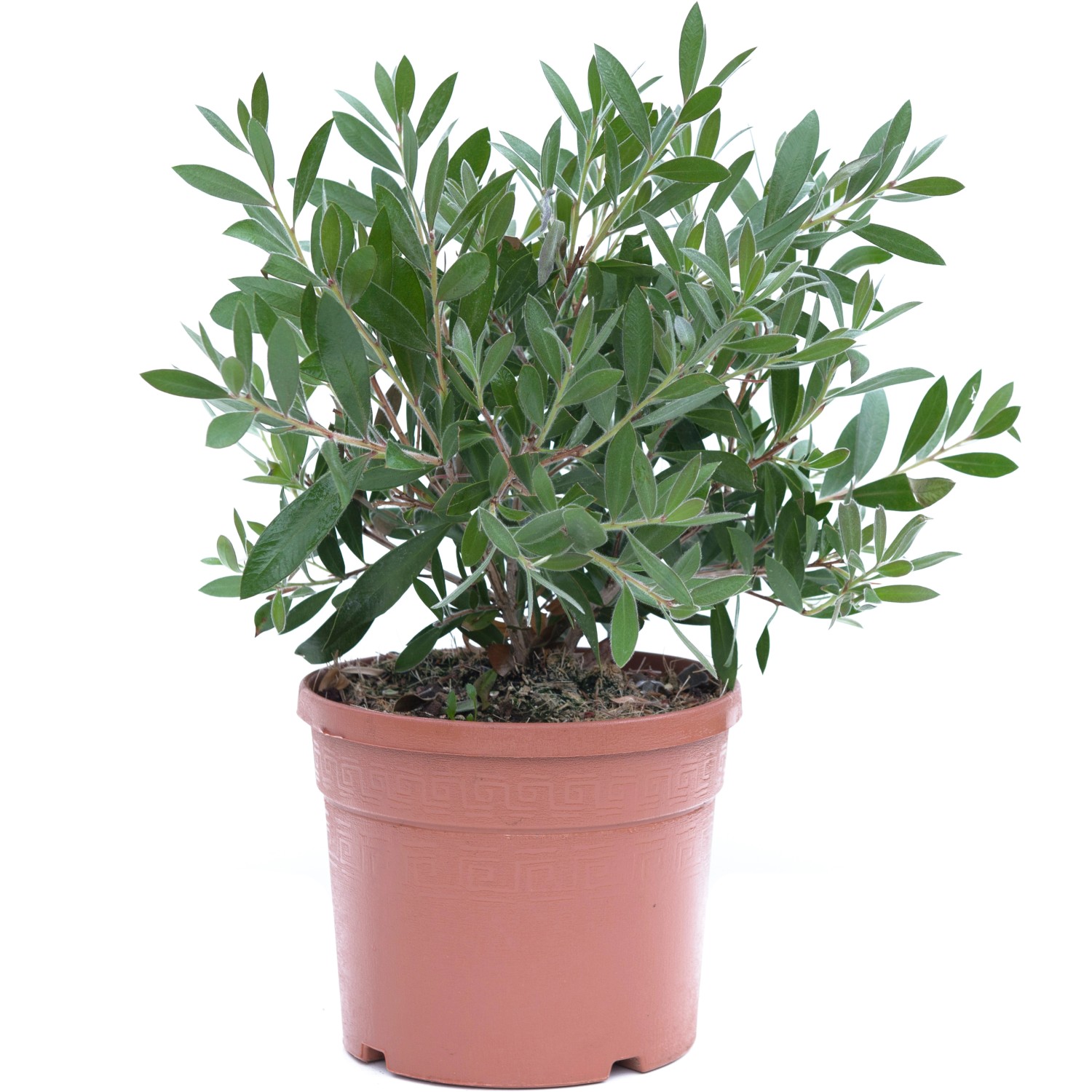 GROW by OBI Zylinderputzer Splendens Höhe ca. 20 30 cm Topf ca. 3 l