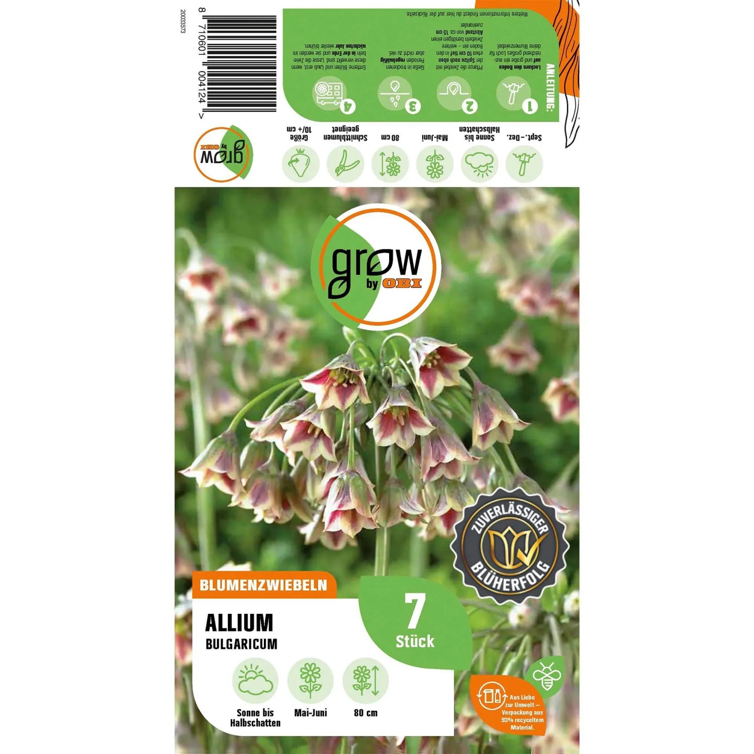 Zierlauch 'Nectaroscordum': Blumenzwiebeln mit lila-weißen, glockenförmigen Blüten, 7 Stück. Ideal für Beet und Rabatte.