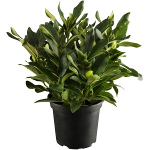 Immergrüner Rhododendron Cunninghams White im Topf, ca. 20-30 cm hoch.