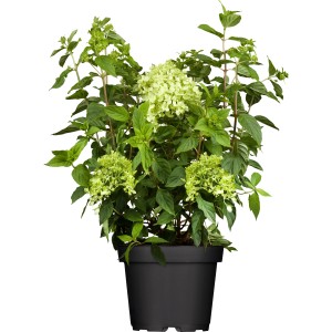 GROW by OBI Rispenhortensie Little Lime Weiß Höhe 40 - 60 cm Topf 5 l Hydrangea