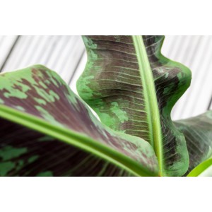 Detailaufnahme der Blätter einer Zwerg-Essbanane Dwarf Cavendish. Grünpflanze mit dekorativen, großen Blättern.