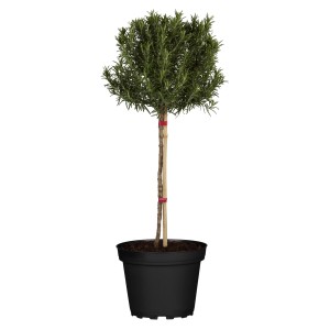 Rosmarin Stamm Höhe ca. 60 - 80 cm Topf-Ø ca. 25 cm Salvia rosmarinus