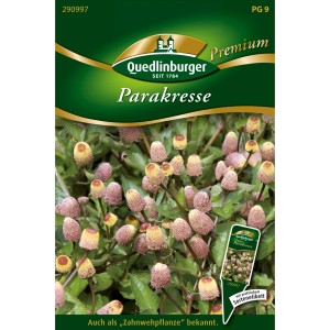 Quedlinburger Parakresse Saatgut mit gelb-roten Blütenknöpfen, auch Zahnwehpflanze genannt.
