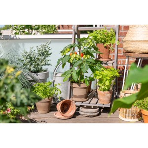 Cherrytomate 'Pick & Joy' im Topf, ca. 40 cm hoch, mit roten und grünen Tomaten auf einem Balkon.